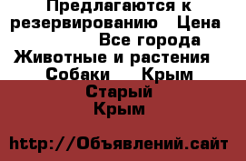 Предлагаются к резервированию › Цена ­ 16 000 - Все города Животные и растения » Собаки   . Крым,Старый Крым